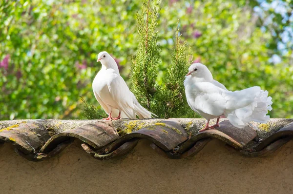 Белые голуби в саду — стоковое фото