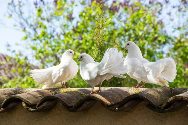 White doves in the garden