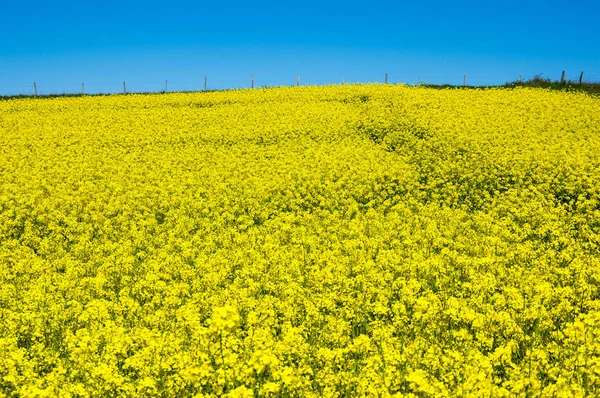 Gula raps fält — Stockfoto