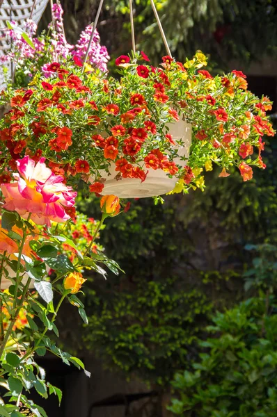 Petunia hanging cache-pot Stock Photo