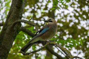 Bir kuş görüntüsü