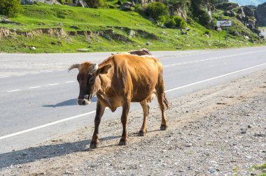Rusya'nın Kafkasya dağlarında Baksan gorge inek