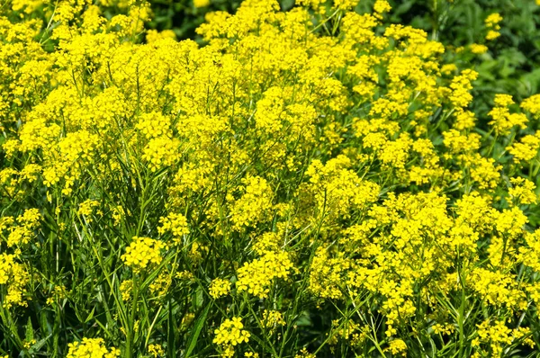 Campo de colza amarillo —  Fotos de Stock