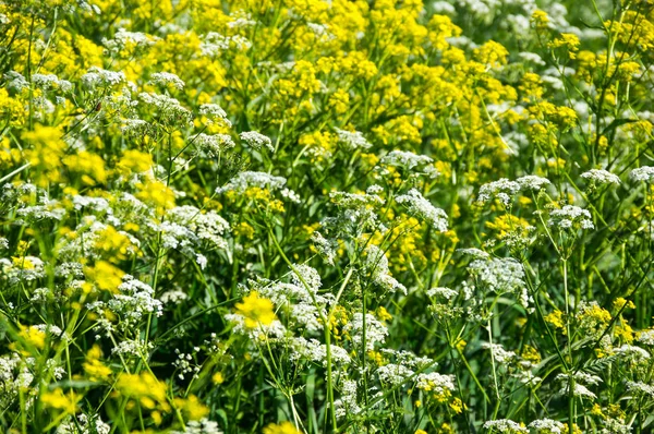 Fleurs de colza jaune — Photo