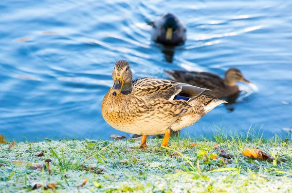 Pohled Kachna Břehu Rybníka — Stock fotografie