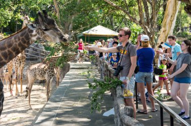 Pattaya Khao Kheow Açık Hayvanat Bahçesi
