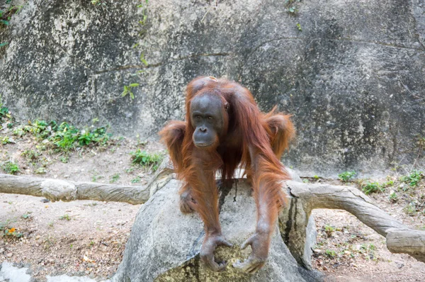 Вид на орангутанг — стоковое фото