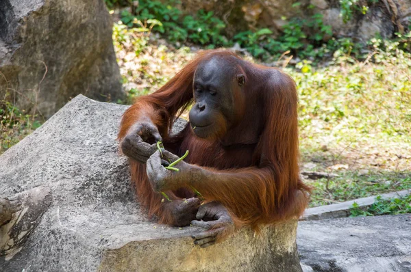 Vista del orangután —  Fotos de Stock