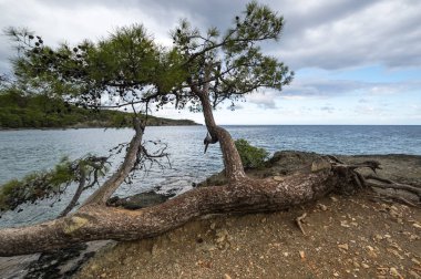 Akdeniz kıyıları.