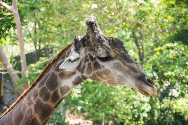Vista Girafa Fundo Das Selvas Verdes Tailândia — Fotografia de Stock