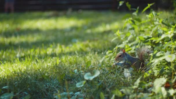 Ekorre Äter Gräsmattan Central Park — Stockvideo