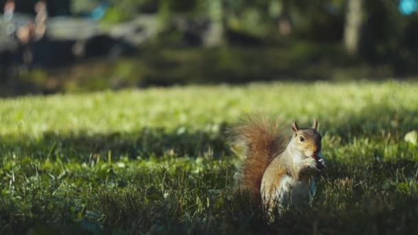 夏天松鼠在草坪上吃东西 — 图库视频影像