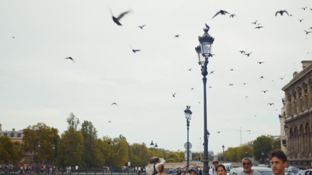 Aves voadoras na cidade — Vídeo de Stock