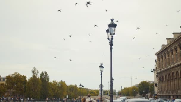 Aves voladoras en la ciudad — Vídeo de stock