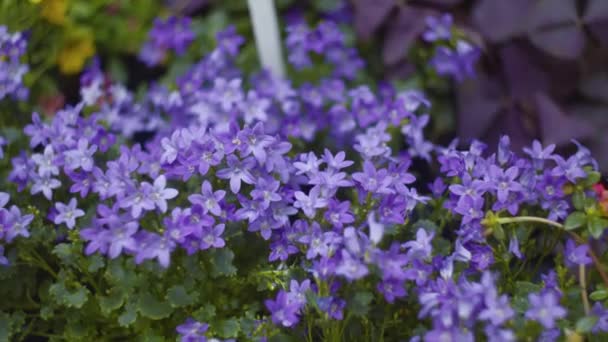 Blå blommor — Stockvideo