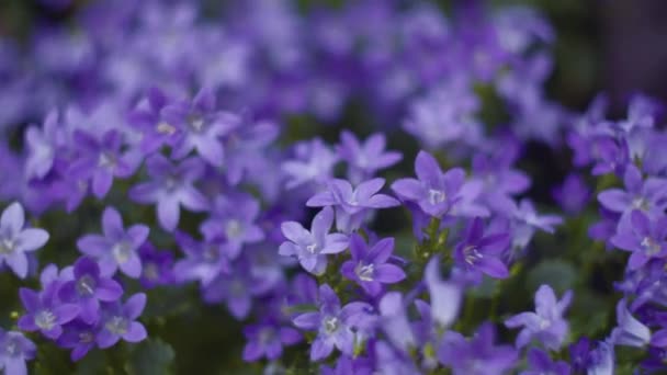 Flores de campanilla azul — Vídeo de stock