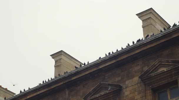屋根の上の鳩 — ストック動画