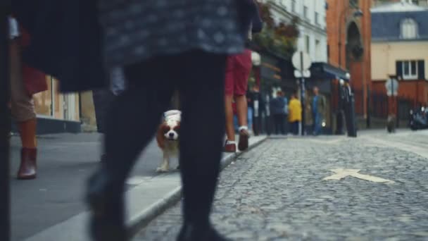 Homem Com Cão Caminhando Paris — Vídeo de Stock