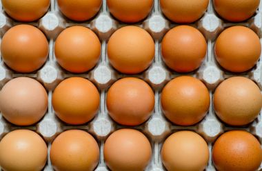 Taze doğal ham tavuk yumurta