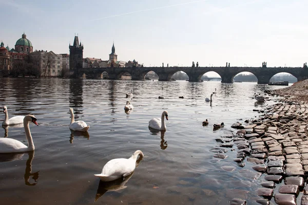 Cisnes en el río y el puente Charles — Foto de Stock