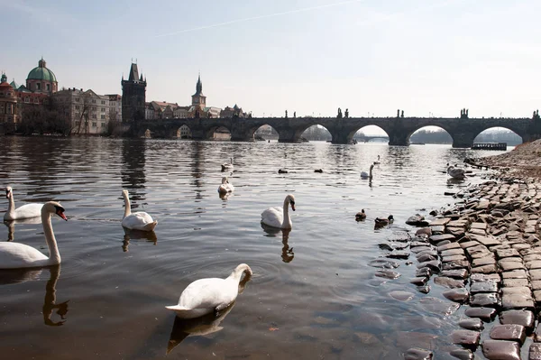 Labutě na řeky a Karlův most — Stock fotografie