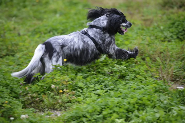Perro spaniel corriendo sobre hierba verde, enfoque suave — Foto de Stock