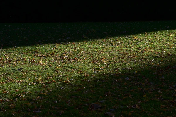 緑の草と紅葉 — ストック写真