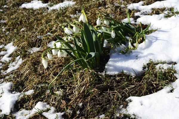 Primroze înflorite cu zăpadă — Fotografie, imagine de stoc