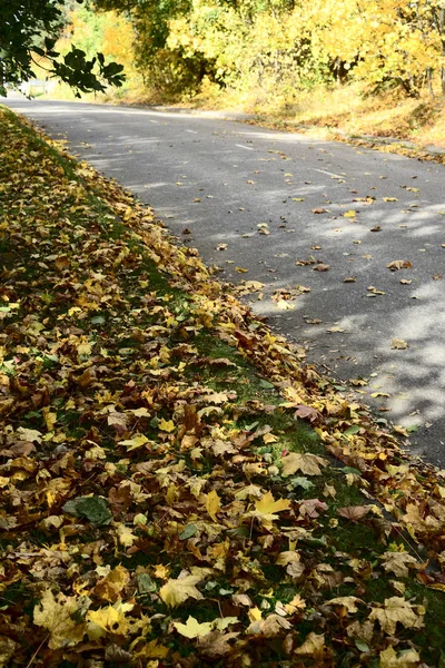 Asfaltvägen gula hösten lämnar — Stockfoto