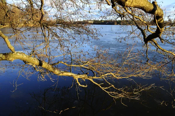 Tree branches reflected in the water — Stock Photo, Image