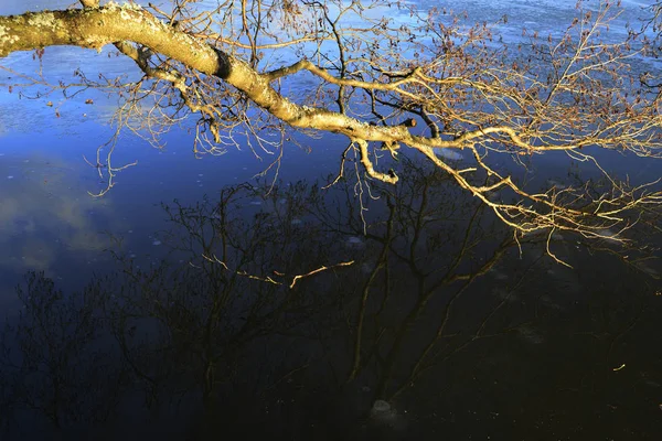 Boomtakken weerspiegeld in het water — Stockfoto