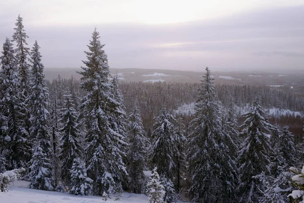 Foresta invernale, cumuli di neve e alberi, Finlandia — Foto Stock