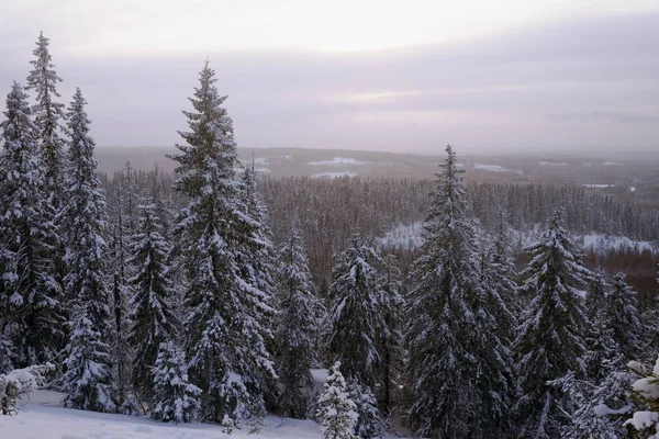 kış orman, snowdrifts ve ağaçlar, Finlandiya