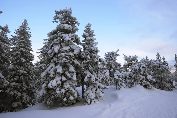 Floresta de inverno, nevascas e árvores, Finlândia — Fotografia de Stock