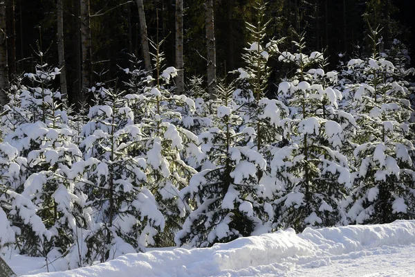 Winter forest, snödrivor och träd, Finland — Stockfoto