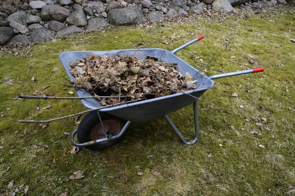 Garden wheelbarrow with leaves — Stock Photo, Image