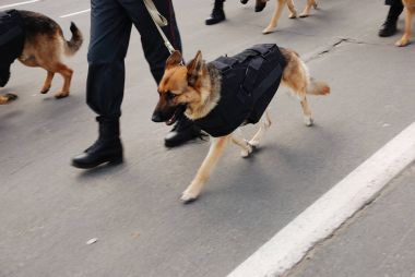 polis köpekleri ile