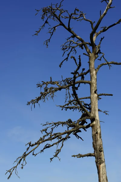 Мертвое дерево на фоне синего неба — стоковое фото