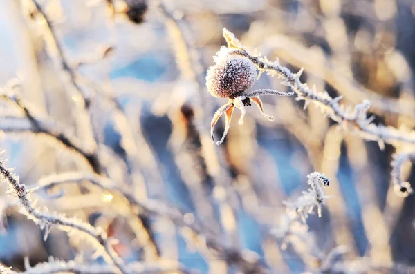 Frozen hips of a dogrose in winter — Stock Photo, Image