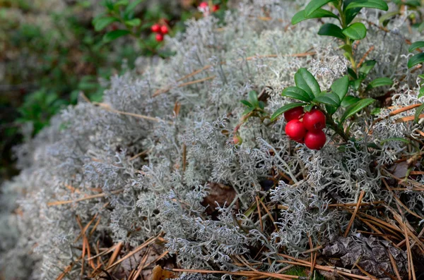 Berry cranberries and moss — Stock Photo, Image