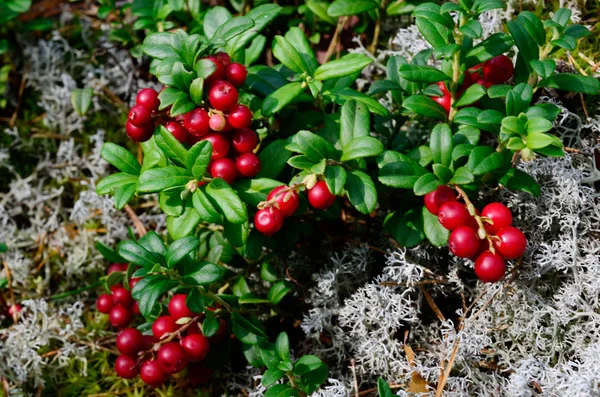 Berry kızılcık ve yosun — Stok fotoğraf