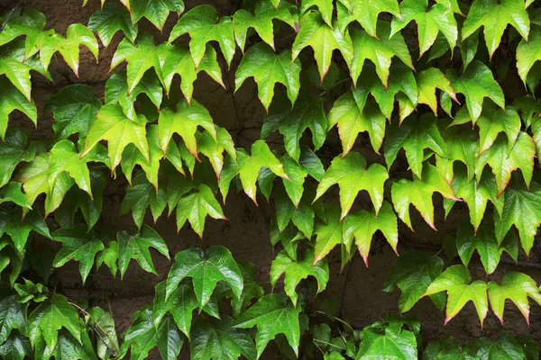 Muur bedekt met bladeren van een meisjesachtige druiven — Stockfoto