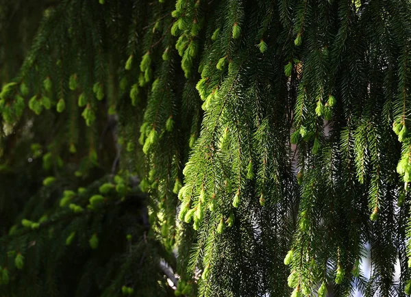 Ramas de abetos iluminadas por el sol —  Fotos de Stock