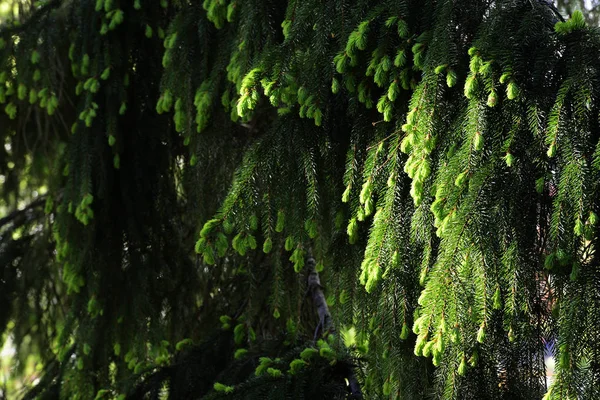 被太阳照亮的冷杉树的枝条 — 图库照片