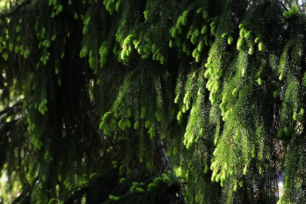 Ramuri de brazi iluminate de soare — Fotografie, imagine de stoc