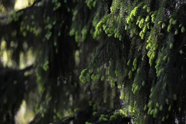 太陽に照らされたモミの木の枝 — ストック写真