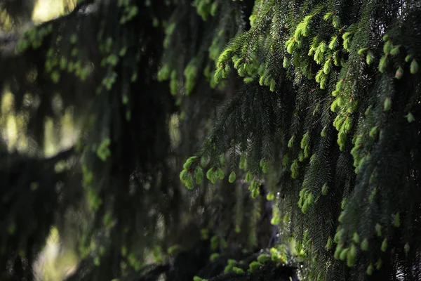 Branches of fir trees illuminated by the sun — Stock Photo, Image