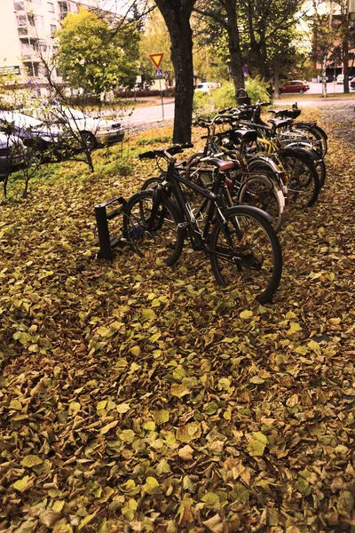 Row of bicycles among fallen leaves — Stock Photo, Image