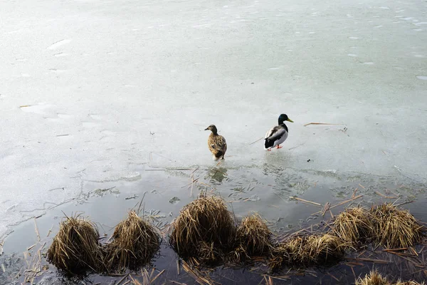 Dos patos en el hielo de un lago —  Fotos de Stock