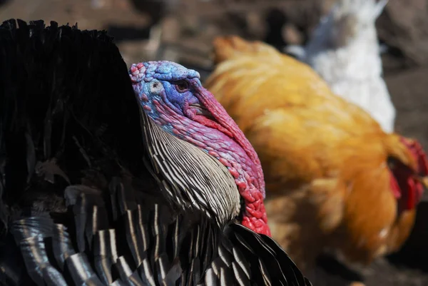 Turkey in a birds yard — Stock Photo, Image